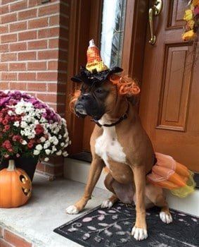 Boxer dog outlet pumpkin